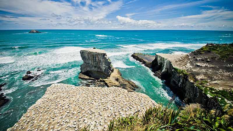 Gannet colony, Muriwai Beach