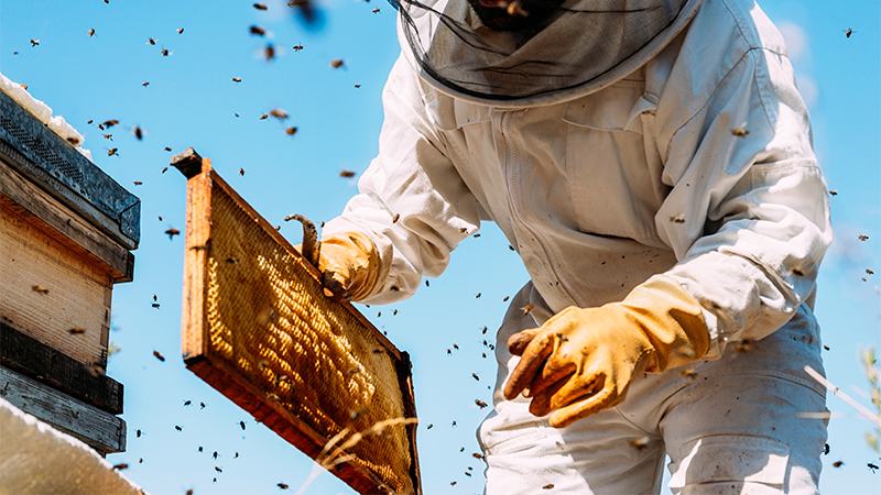 Jeddah Bee-Keeping Al Baja